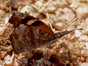 Bordered Patch Butterfly